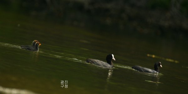 물닭